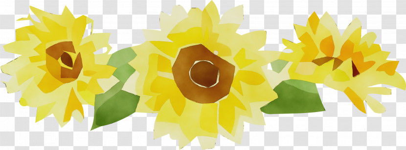 Flower Petal Yellow Plants Science Transparent PNG