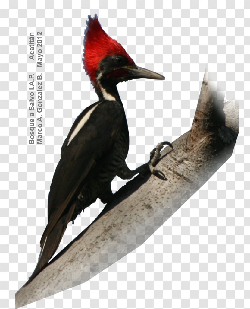 Grey-crowned Woodpecker Bird Russet-crowned Motmot Golden Eagle - Beak - Acorn Transparent PNG