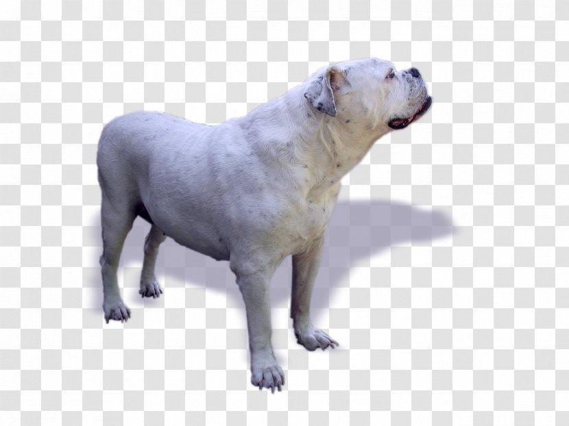 Old English Bulldog Dogo Argentino Continental Puppy - Canidae Transparent PNG