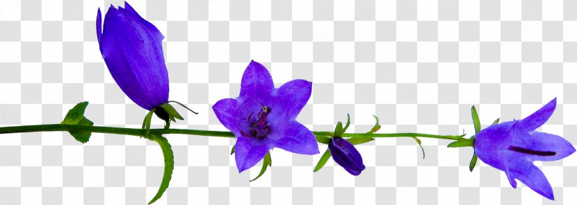 Flower Petal Plant Stem Clip Art - Blog Transparent PNG
