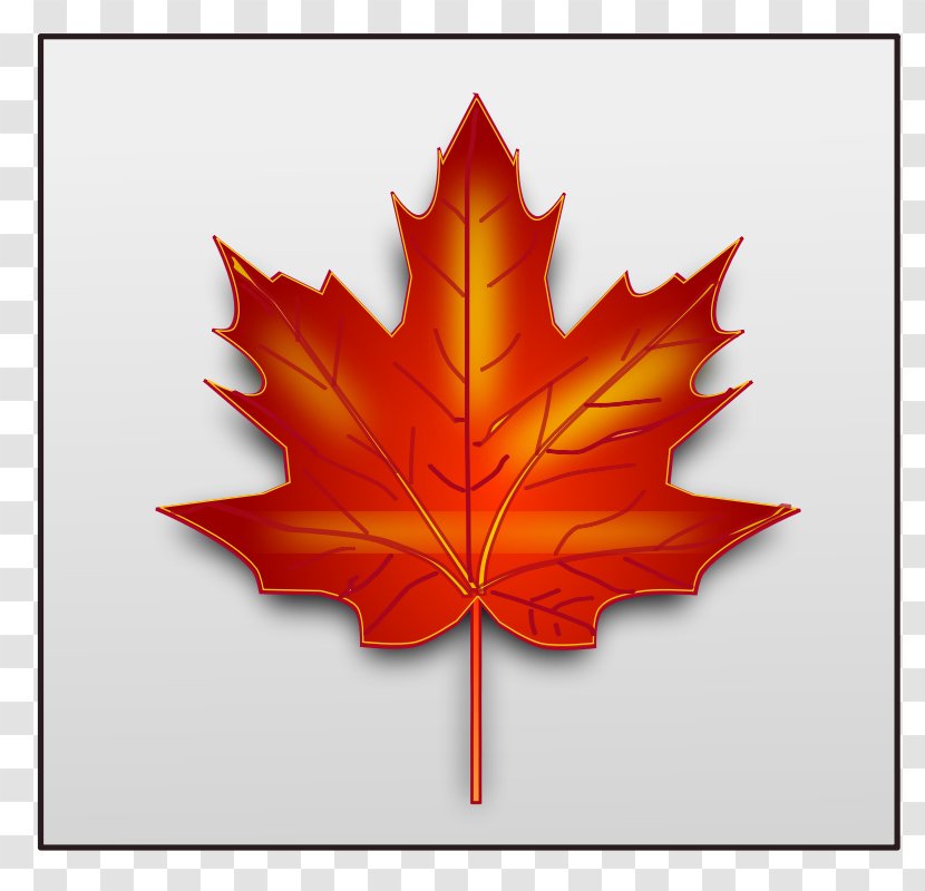 Japanese Maple Leaf Clip Art - Autumn Color - Fall Season Clipart Transparent PNG