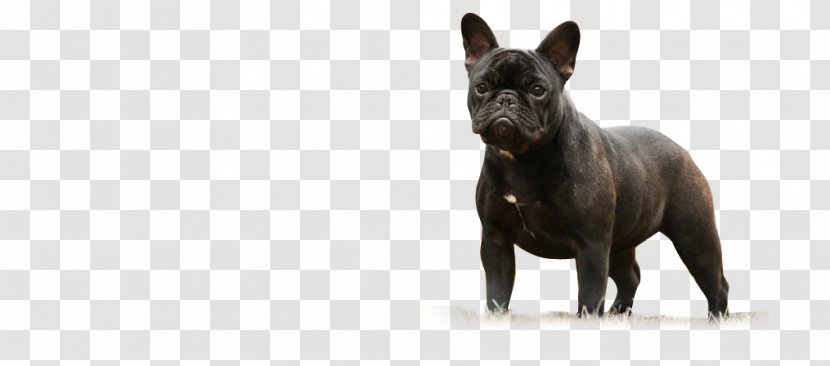 French Bulldog Dog Breed Snout - Group - Frances Transparent PNG