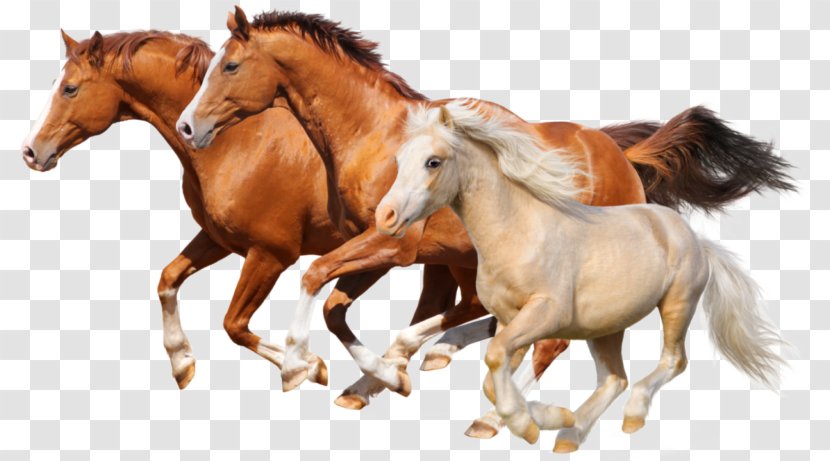 Let's Learn About Horses Gallop Stallion Things To Drive - Bridle - Horse Transparent PNG