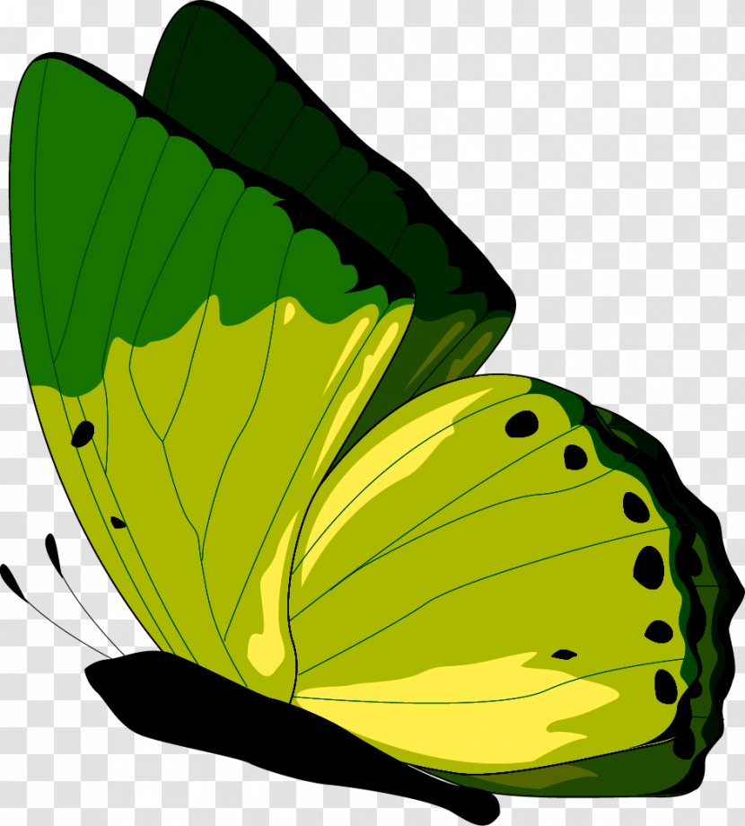 Monarch Butterfly Clip Art JPEG - Green - Forum Transparent PNG