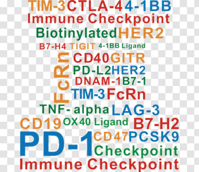 Immune Checkpoint Cancer Immunotherapy Programmed Cell Death Protein 1 CTLA-4 - Radiation Therapy Transparent PNG