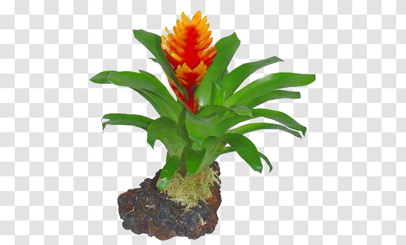 Vietnam Vriesea Bromelia Flower Plant - Tree - Tropical Transparent PNG