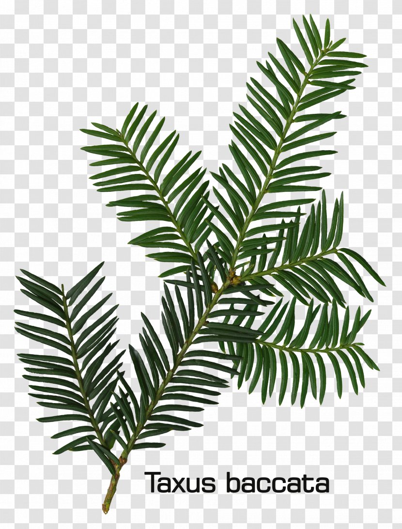 Fir English Yew Leaf Evergreen Conifers - Palm Tree Transparent PNG