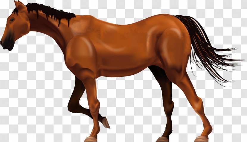 Ferghana Horse Stallion Mane - Mare - Vector BMW Transparent PNG