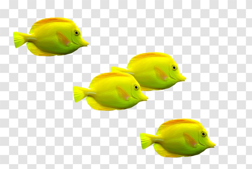 Goldfish Download Clip Art - Fish Transparent PNG