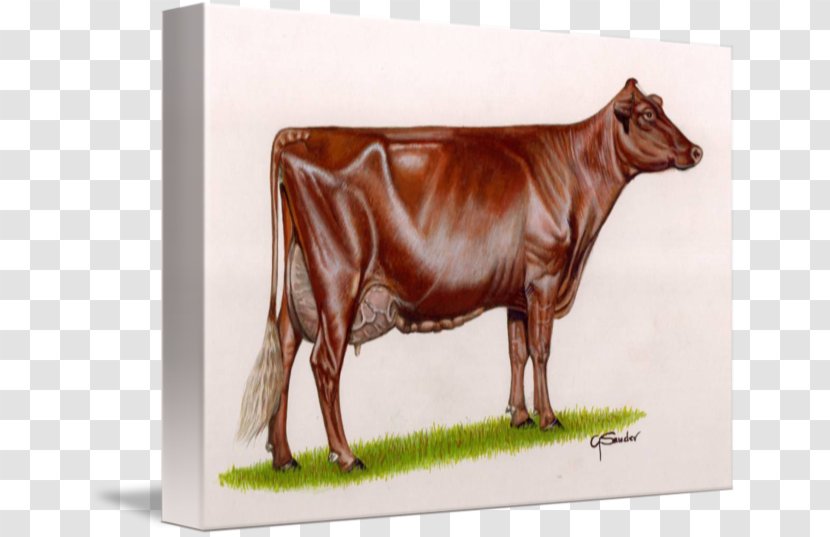 Dairy Cattle Shorthorn Pinzgauer Murray Grey Transparent PNG