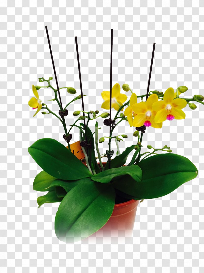 Moth Orchids Floral Design Cut Flowers Flowerpot Plant Stem - Flower Arranging Transparent PNG