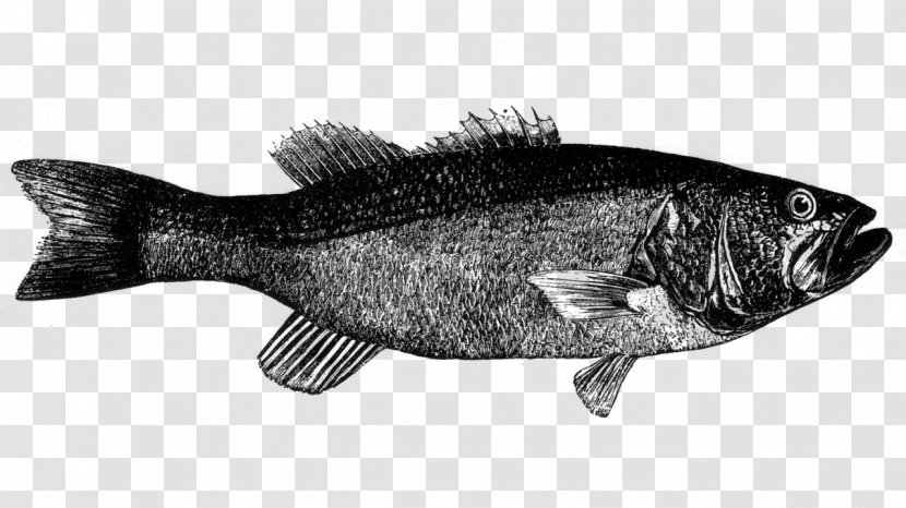 Fish Bass Products Bony-fish - Perciformes - Tilapia Transparent PNG