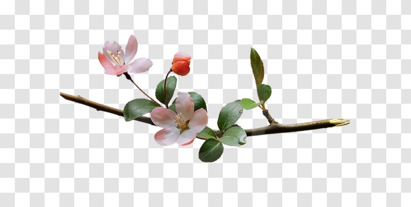 Blossom Flower Branch Clip Art - Stock Photography Transparent PNG