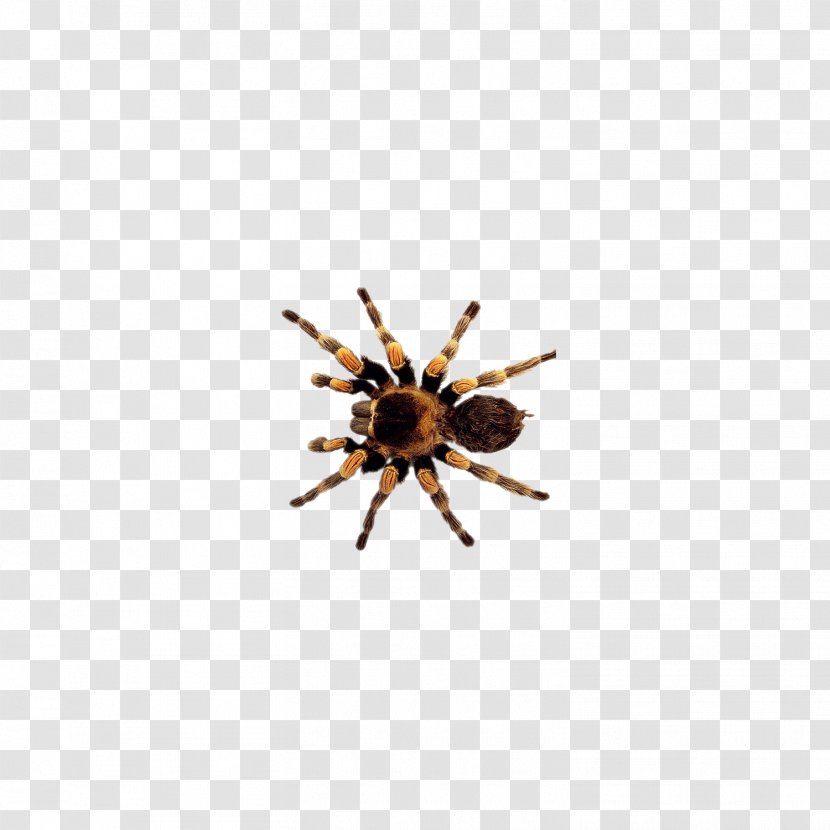 Spider Insect Clip Art - Insect,insect Transparent PNG