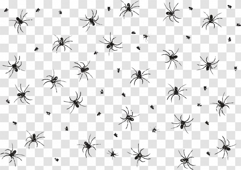 Spider Web Download - Gratis Transparent PNG