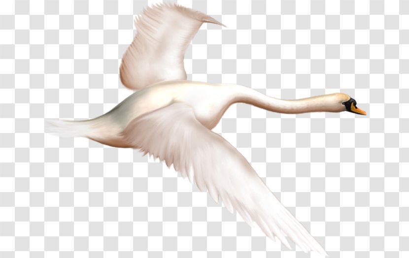 Cygnini Bird The Magic Swan Geese Clip Art - Watercolor - Perfect Transparent PNG