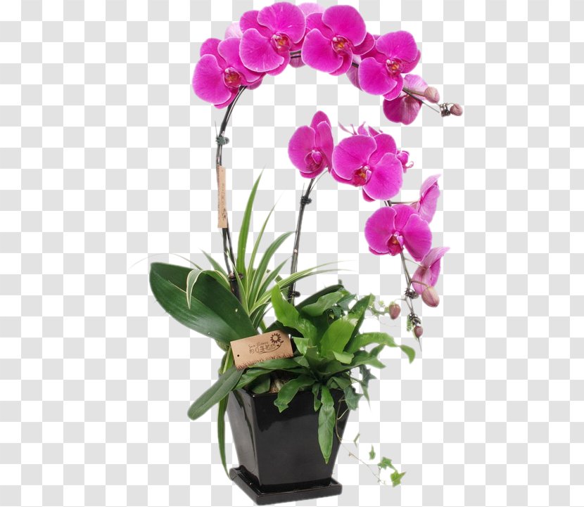 China Zygopetalum Citti's Florist Plant Moth Orchids - Purple - Flowers,Flowers Transparent PNG