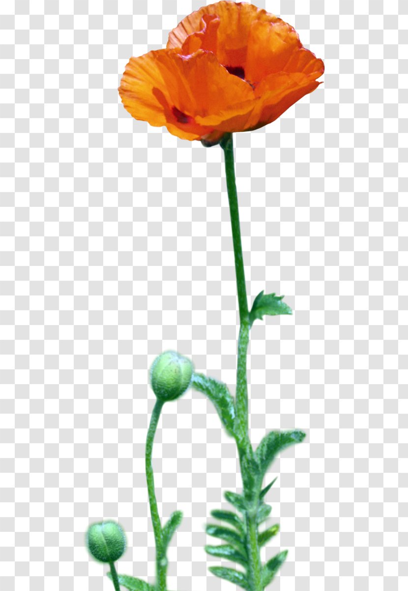 Desktop Wallpaper Flower Metaphor Poppy Red - Rose Transparent PNG
