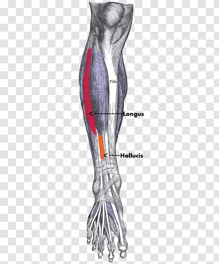 Tibialis Anterior Muscle Posterior Human Body Anatomy - Heart - Legs Transparent PNG