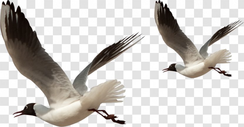 Bird Clip Art - Gulls Transparent PNG