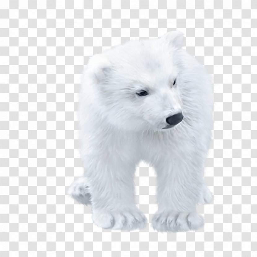 Polar Bear Arctic Fox - Frame - Cute Transparent PNG