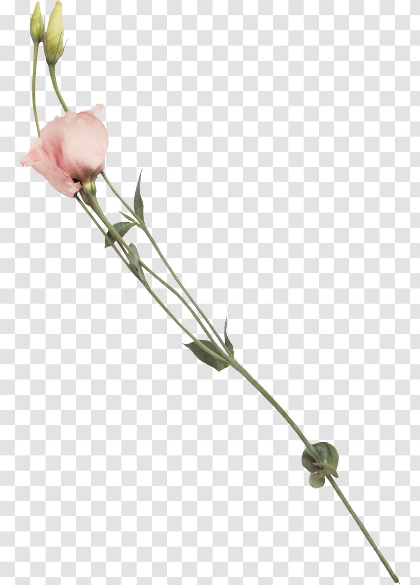 PicsArt Photo Studio Sticker Plant Stem Flower - Flowering - 图片 Transparent PNG