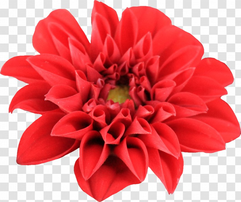 Dahlia Flower Clip Art - Flowering Plant - Chrysanthemum Transparent PNG