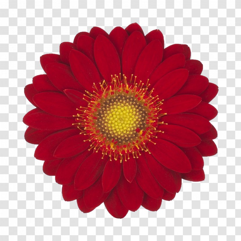 Common Sunflower Paper Insurance Transvaal Daisy - Flowering Plant - Red Velvet Transparent PNG