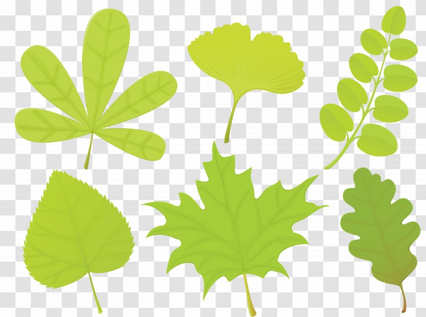 BAY LEAVES - Green - Shape Transparent PNG