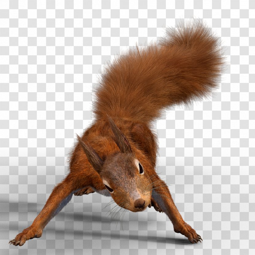 Tree Squirrel Paper Nut Zazzle - Acorn Transparent PNG