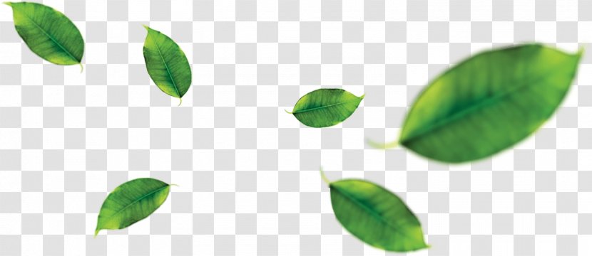 Green Tea Leaf Juice Orange - Vegetable - Tropical Fruit Transparent PNG