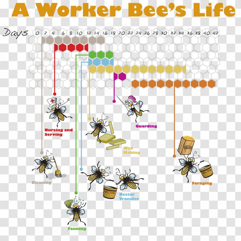 Western Honey Bee Insect Worker Life Cycle - Technology Transparent PNG
