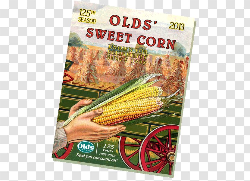 Corn On The Cob Maize Sweet Seed Company Transparent PNG