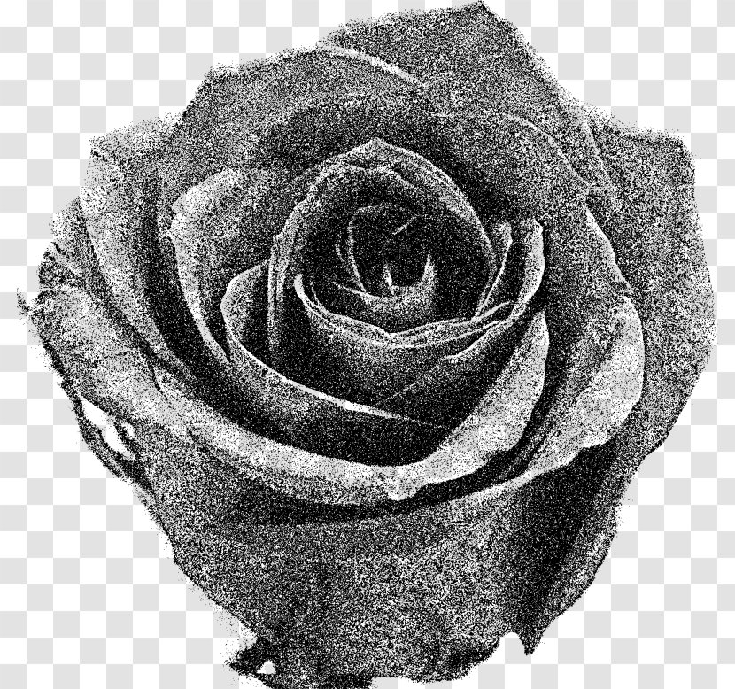 Garden Roses Black And White Flower Clip Art - Rose Transparent PNG