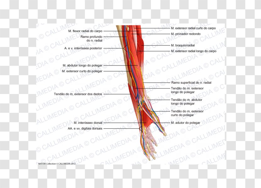 Nerve Muscle Blood Vessel Forearm Anatomy - Heart - Arm Transparent PNG