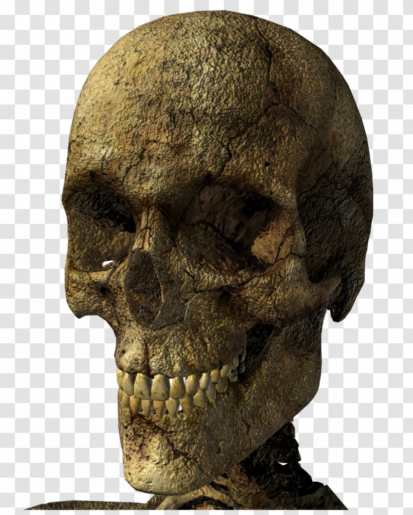 Skeleton Skull Clip Art - Jaw Transparent PNG