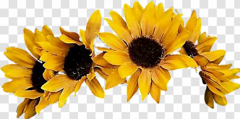 Common Sunflower Crown Image - Daisy Family - Flower Transparent PNG