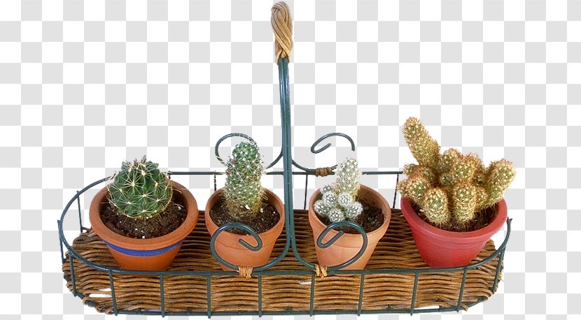 Cactaceae Flowerpot Balcony Veranda - Thorns Spines And Prickles - Prickly Pear Material Transparent PNG