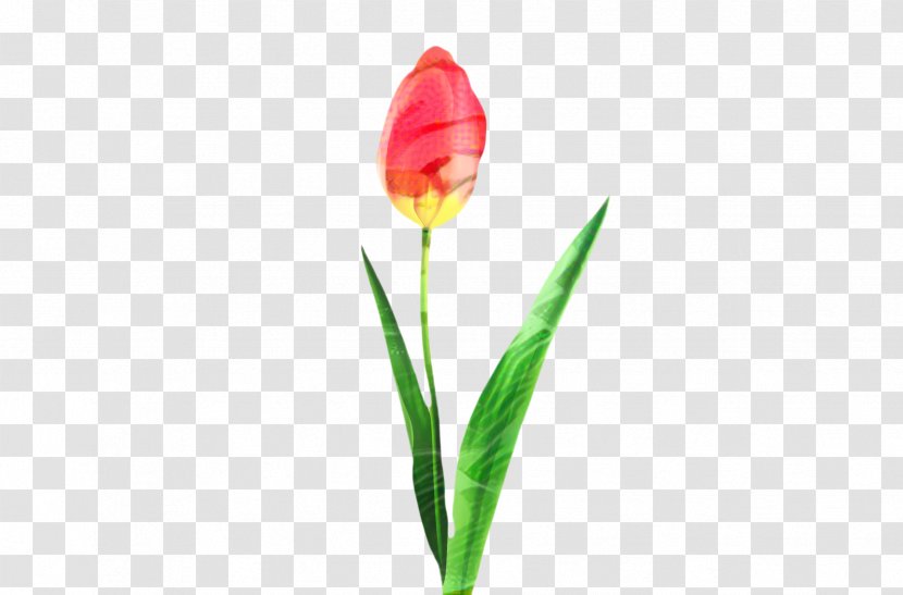 Flowers Background - Botany - Tulipa Humilis Lady Tulip Transparent PNG