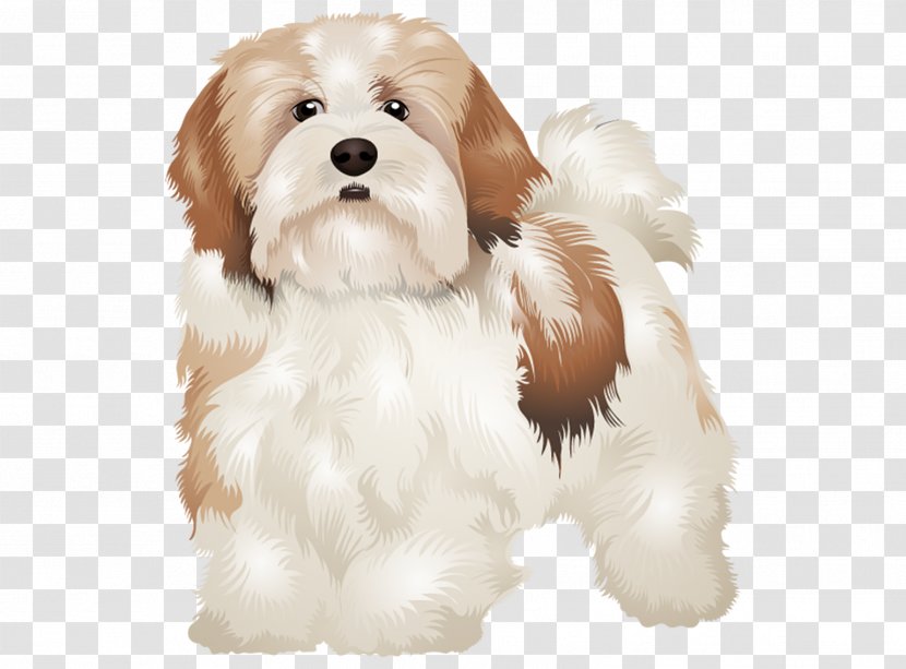 Lhasa Apso Cavachon Tibetan Terrier Shih Tzu Havanese Dog - Brown Dogs Puppy Transparent PNG