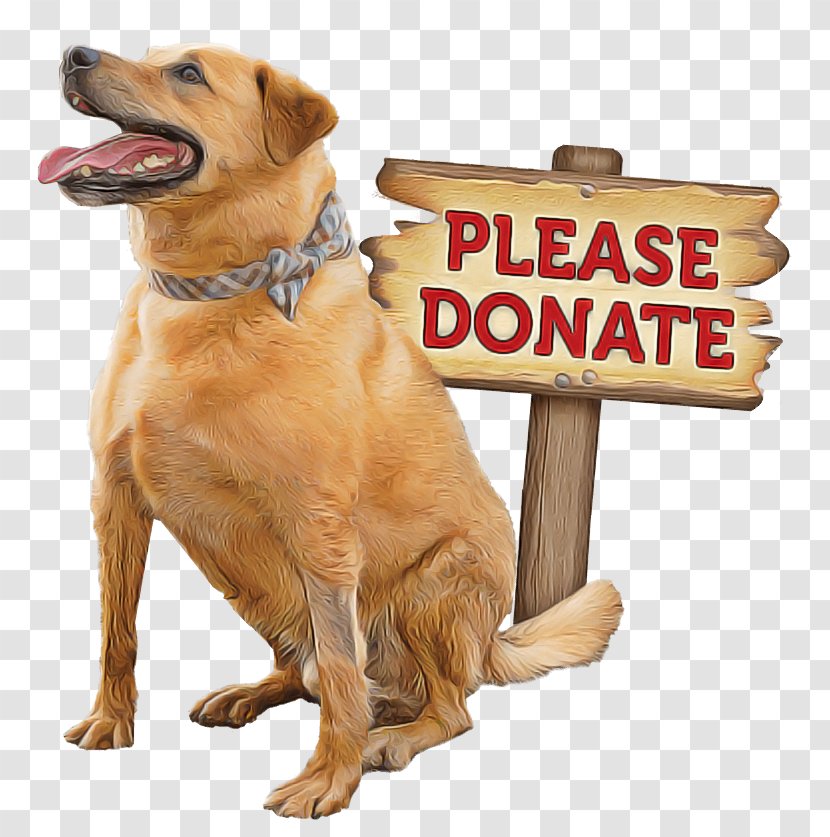 Dog Golden Retriever Sporting Group Companion - Paw Transparent PNG