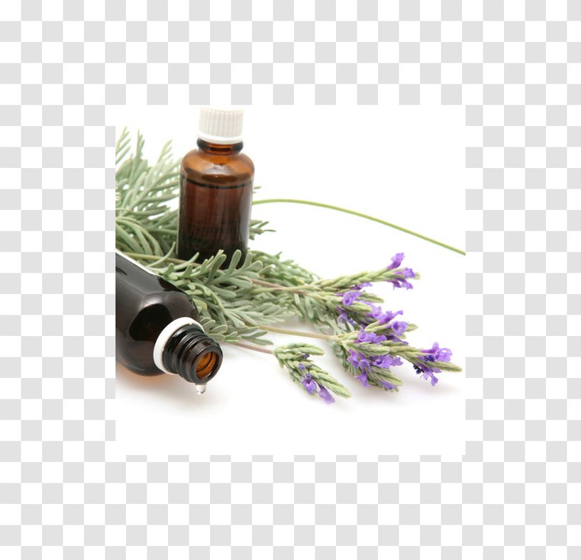 Lavender Oil Essential Fragrance - Herb Transparent PNG