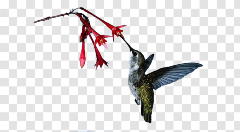 Ruby-throated Hummingbird M Beak - Conscience - Humingbird Transparent PNG
