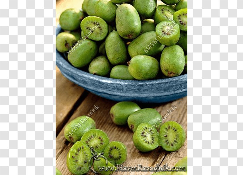 Hardy Kiwi Actinidia Deliciosa Kiwifruit Chinensis - Kolomikta - Walnut Transparent PNG