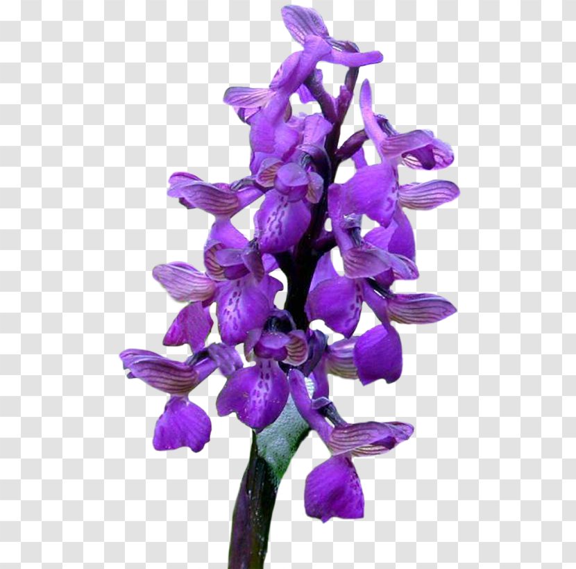 Cut Flowers Orchids God - Flower Transparent PNG