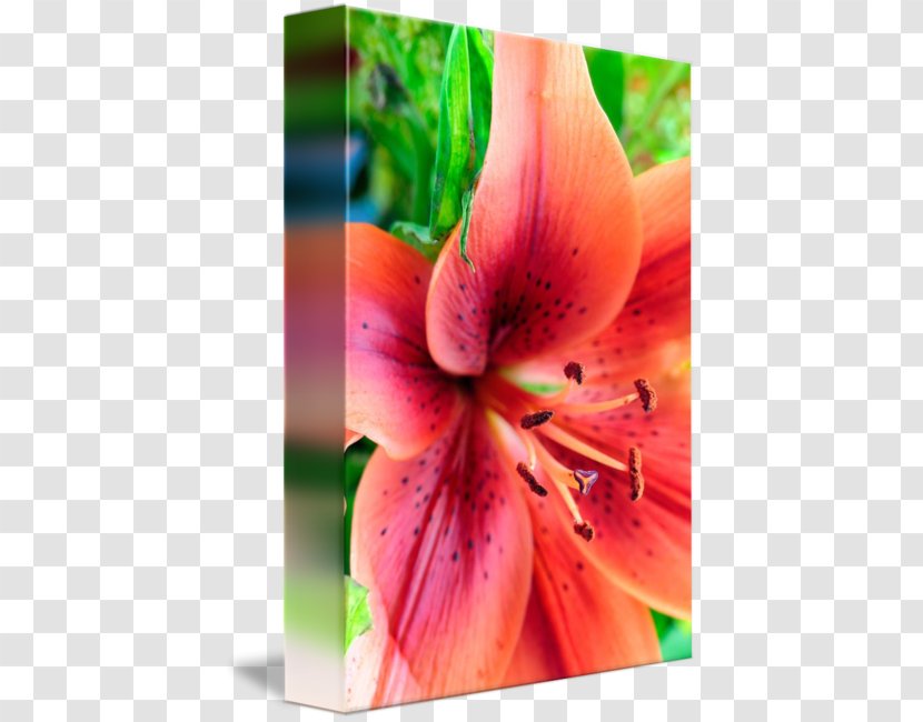 Lily Of The Incas Orange Amaryllis Close-up Plant Stem - Peach Transparent PNG