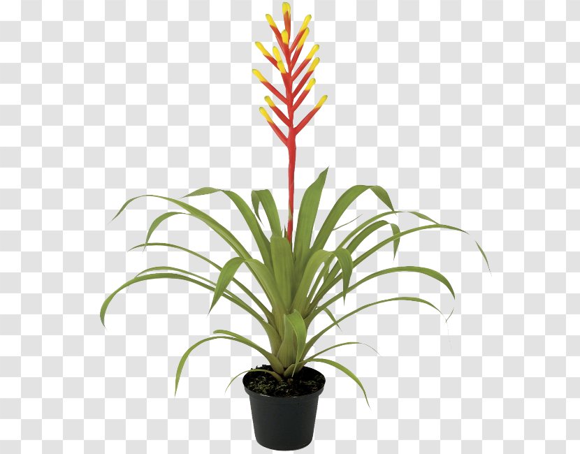 Bamboo Cartoon - Yucca - Bromeliaceae Transparent PNG