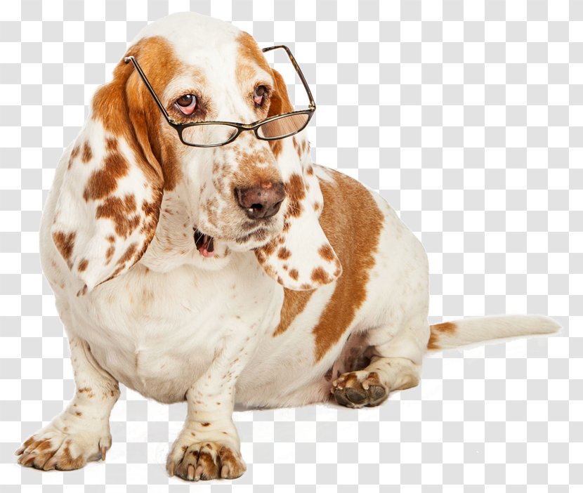 Basset Hound Puppy Hunting Dog Stock Photography - Royaltyfree Transparent PNG