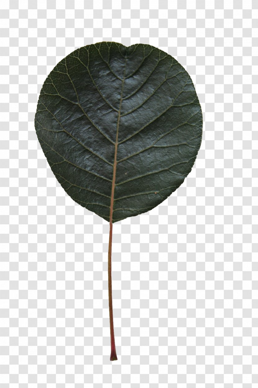 Leaf Green Plant Flower Tree - Anthurium - Terminalia Catappa Stem Transparent PNG