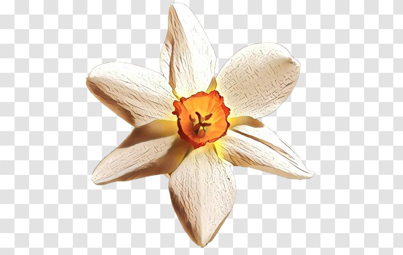 Narcissus Orange S.A. - Wildflower - Crocus Transparent PNG